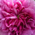 Roz - Trandafir gallica - Président de Sèze